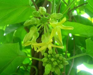 Hoa_thien_ly