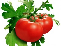 Tư vấn phương pháp giảm cân bằng cà chua hiệu quả