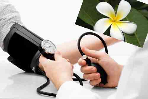 Bài thuốc chữa cao huyết áp bằng hoa đại 