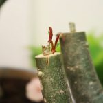 7 bước cắt tỉa cây hoa sứ cho bộ rễ đẹp