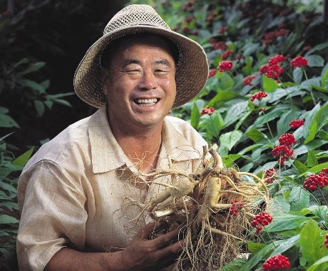 Giải mã kĩ thuật trồng nhân sâm  Hàn Quốc