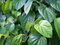5 công dụng chữa bệnh của lá trầu không