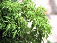 Đinh lăng – Cây thuốc rất tốt để tăng cường sinh lực