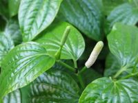 Cách chữa bệnh xương khớp bằng lá lốt