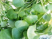 Thanh nhiệt, giải độc, mát gan nhờ rau sau