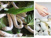 Tẩy tế bào chết “độc lạ” bằng kén tơ tằm