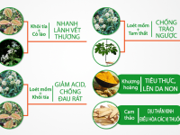 Bài thuốc hoàn nguyên vị điều trị trào ngược dạ dày