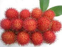 Tác dụng chữa bệnh từ quả chôm chôm