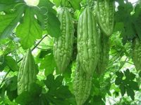 Những tác dụng phụ của mướp đắng bạn cần lưu ý