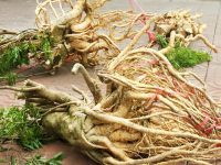 Các loại nhân sâm phổ biến nhất ở Việt Nam